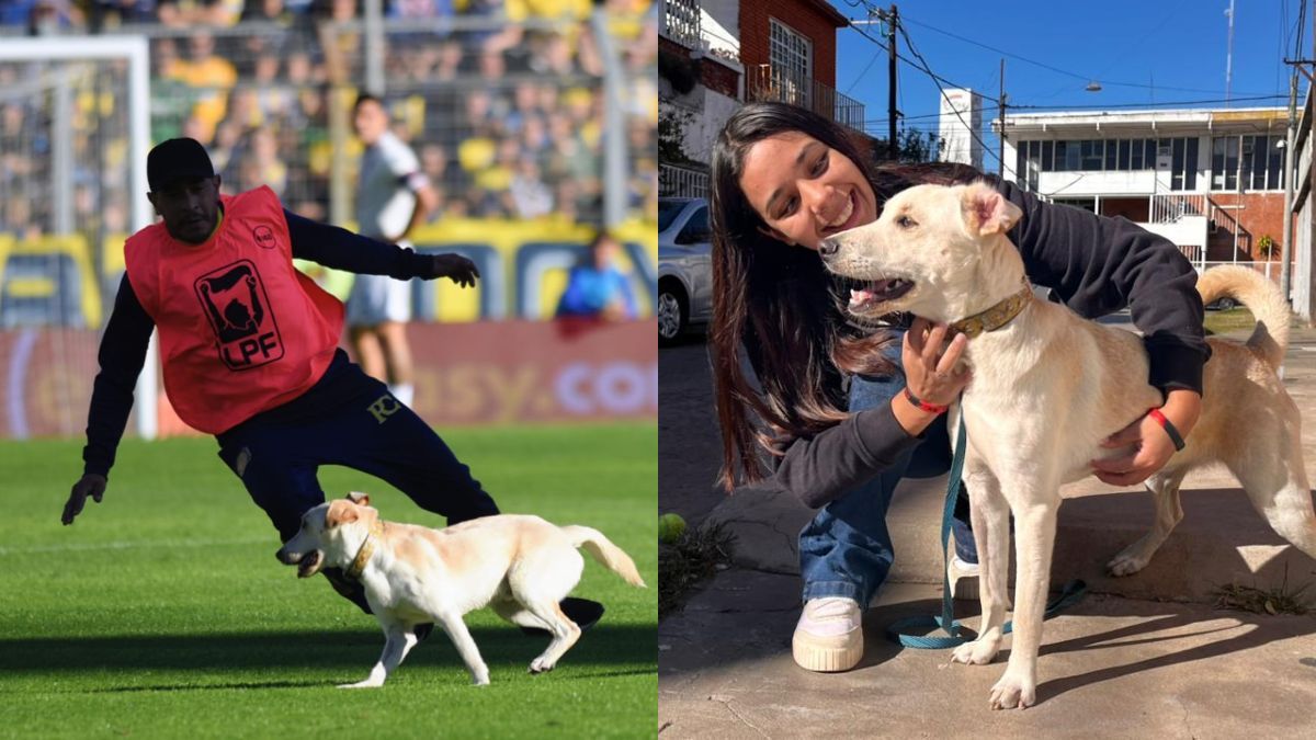 COCO, el perro que se metió en el partido entre Rosario Central y Tigre. COCO, el perro que se metió en el partido entre Rosario Central y Tigre.