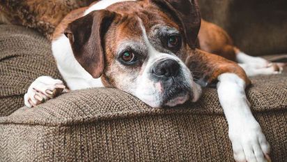 ¿A qué edad se considera viejo a un perro, según expertos?