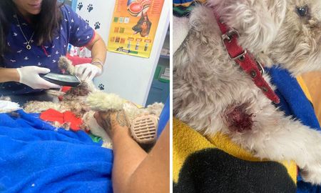 nuevo ataque de pitbulls en santa fe: de a dos, mataron a un caniche en guadalupe oeste nuevo ataque de pitbulls en santa fe: de a dos, mataron a un caniche en guadalupe oeste