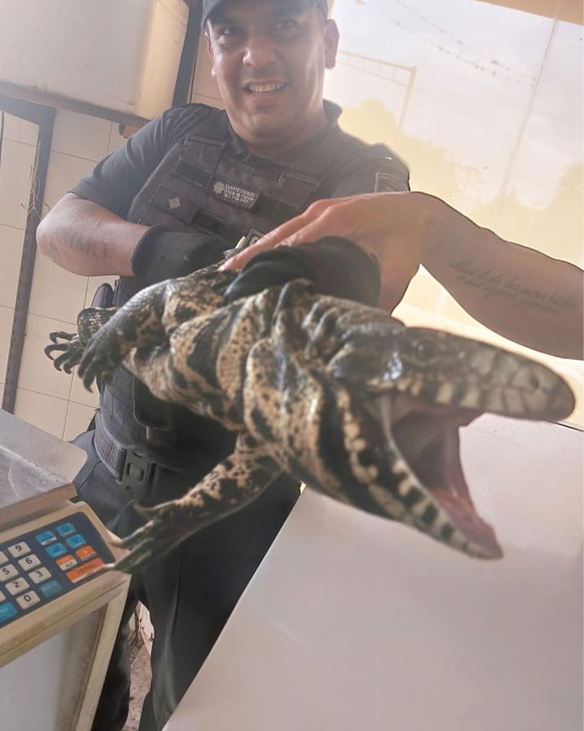 Es la segunda vez, que un lagarto aparece en la misma pollería. Es la segunda vez, que un lagarto aparece en la misma pollería.