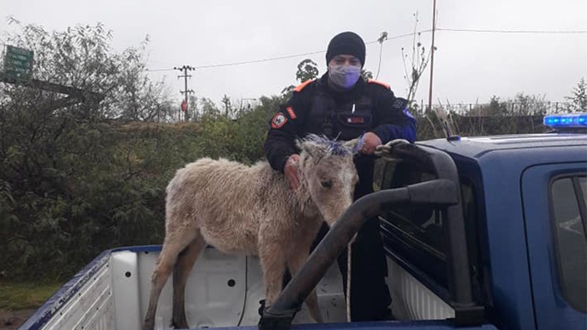 Rescate de una potranca en malas condiciones de salud