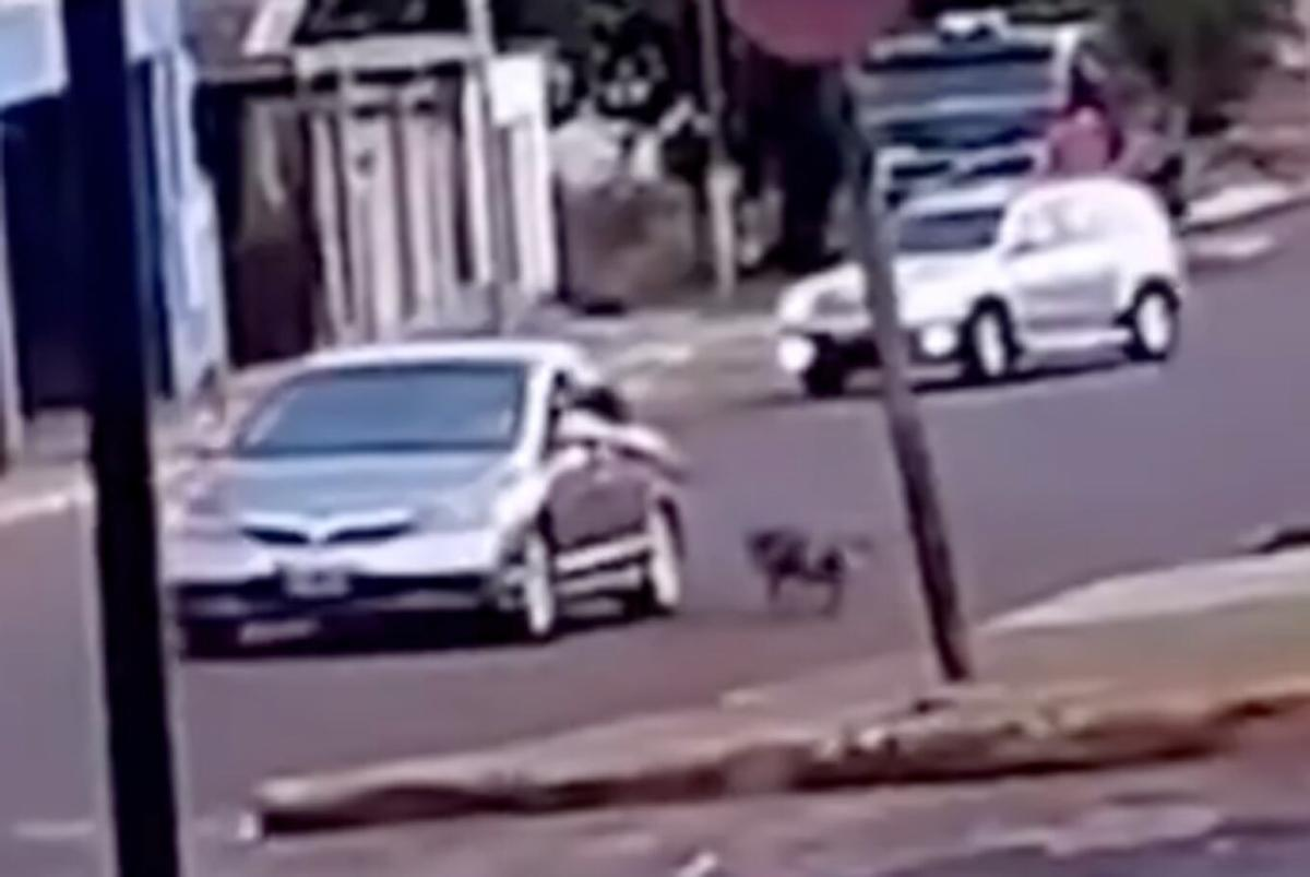 Maltrato animal en Misiones: un hombre arrastró a su perro atado al auto&nbsp;