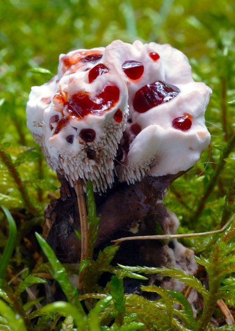 Las 10 plantas más extrañas y exóticas del planeta