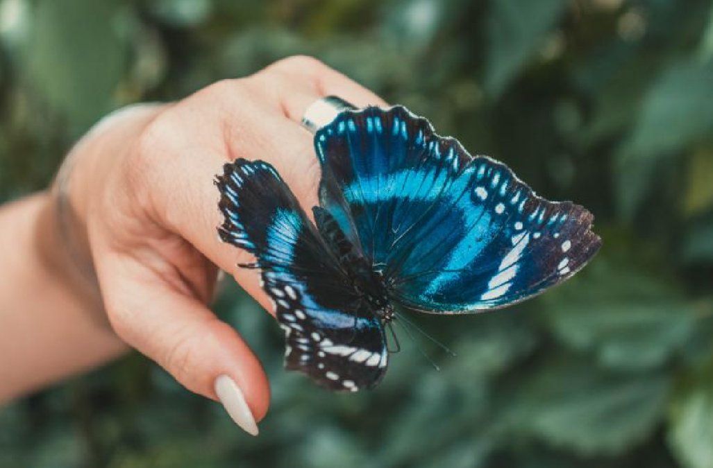 El significado detrás del vuelo de las mariposas: Desde la renovación espiritual hasta advertencias de finales, sus interpretaciones son diversas. El significado detrás del vuelo de las mariposas: Desde la renovación espiritual hasta advertencias de finales, sus interpretaciones son diversas.