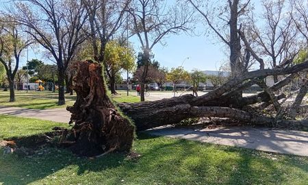 Al menos 40 árboles caídos dejó la fuerte tormenta en Santa Fe durante la madrugada del domingo. Al menos 40 árboles caídos dejó la fuerte tormenta en Santa Fe durante la madrugada del domingo.