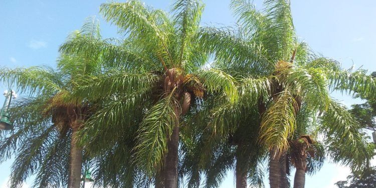 Comunicado oficial: Hay que poner mucha atención en la Acrocomía