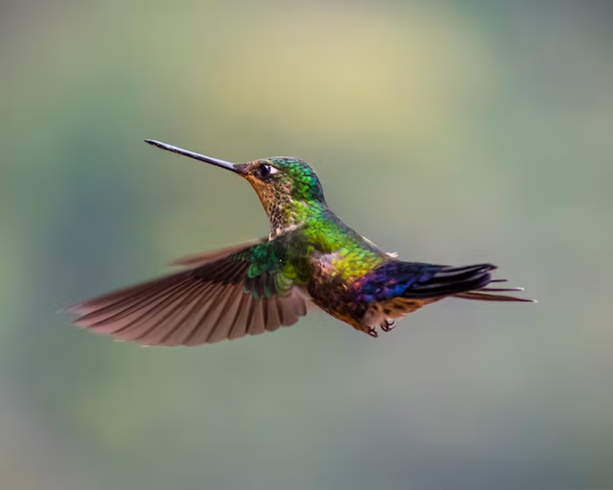  Cuántas veces late el corazón de un colibrí