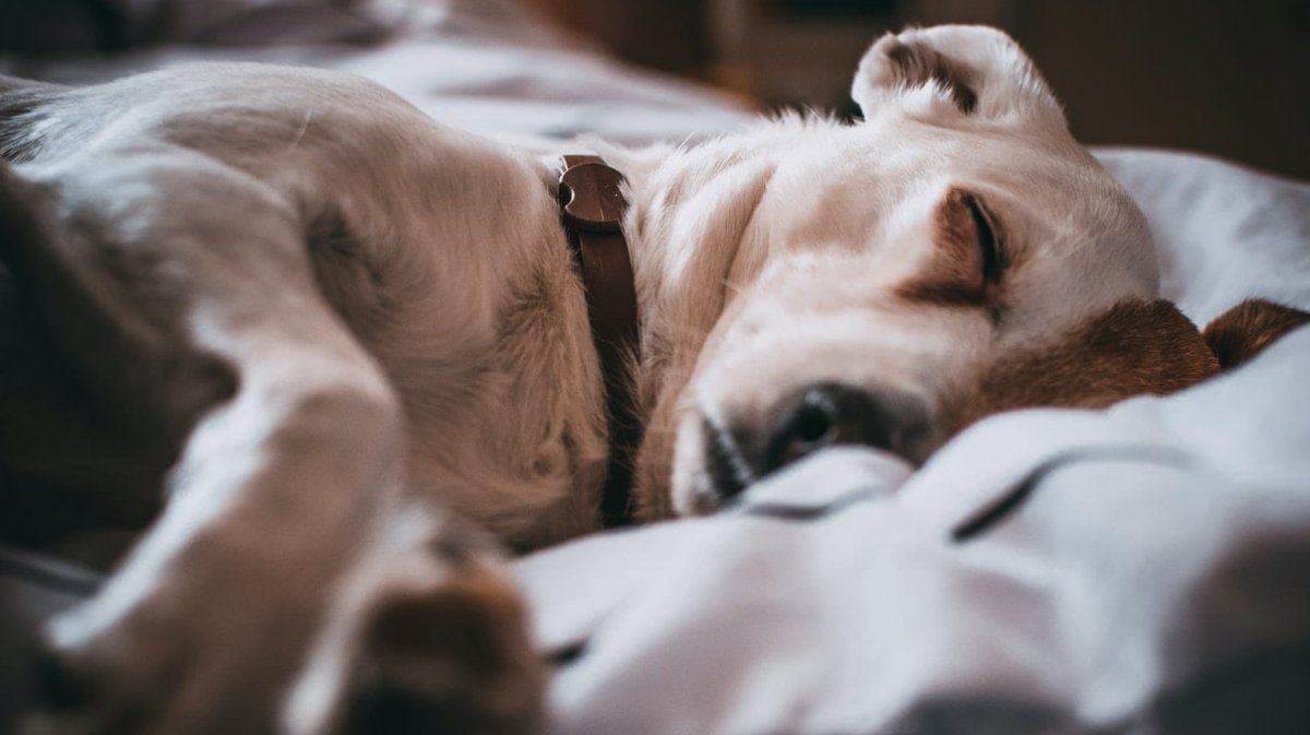 Cuando un perro es desatendido por los convivientes de la casa, pueden entrar en un estado de depresión.