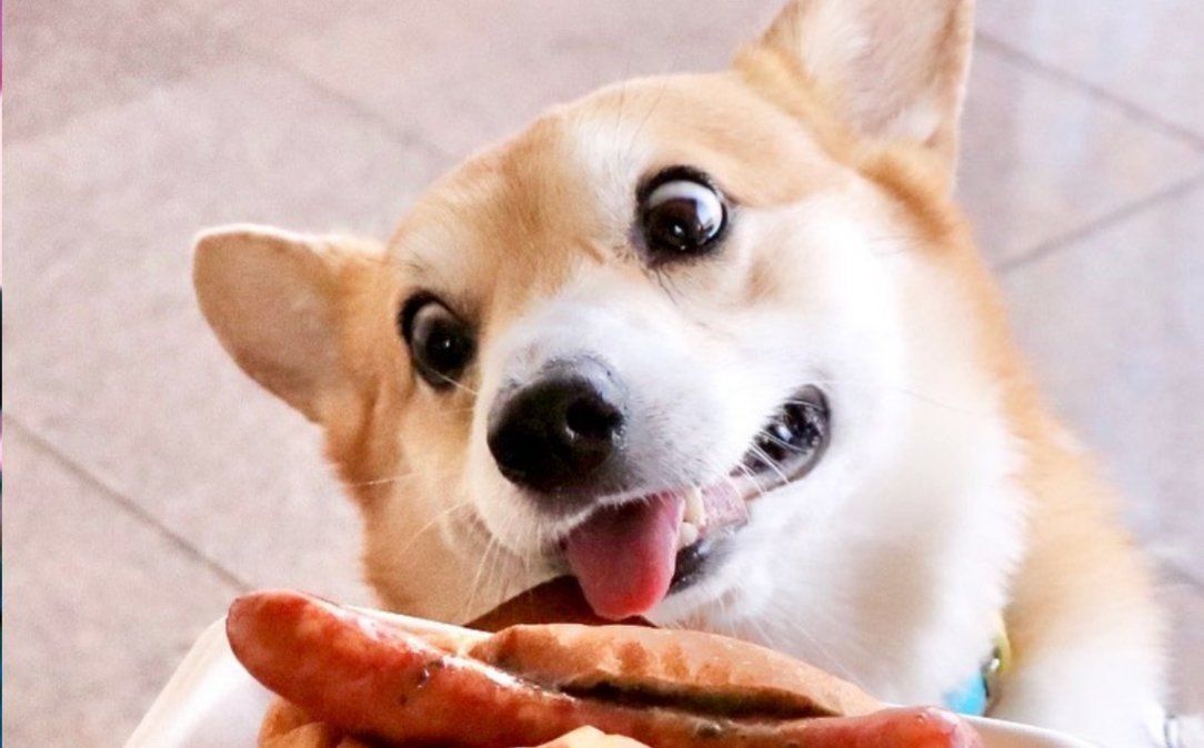 Murió Gen, el perro corgi que se hizo viral por sus curiosas muecas