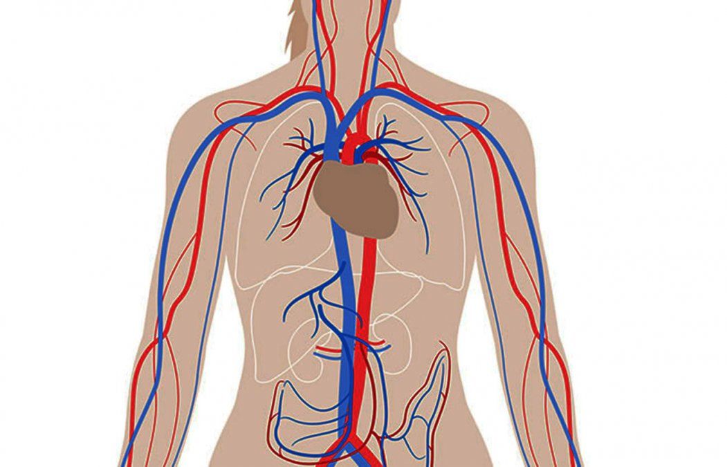 ¿Por qué las venas se ven de color azul si la sangre es roja? acá te lo explicamos