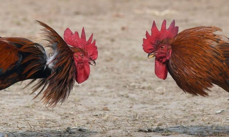 Un gallo mató a su dueño tras ser sometido a una pelea ilegal en India Un gallo mató a su dueño tras ser sometido a una pelea ilegal en India
