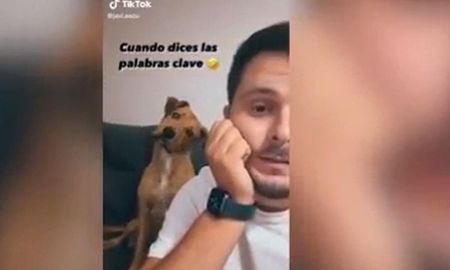 La increíble reacción del perro al escuchar la palabra calle La increíble reacción del perro al escuchar la palabra calle