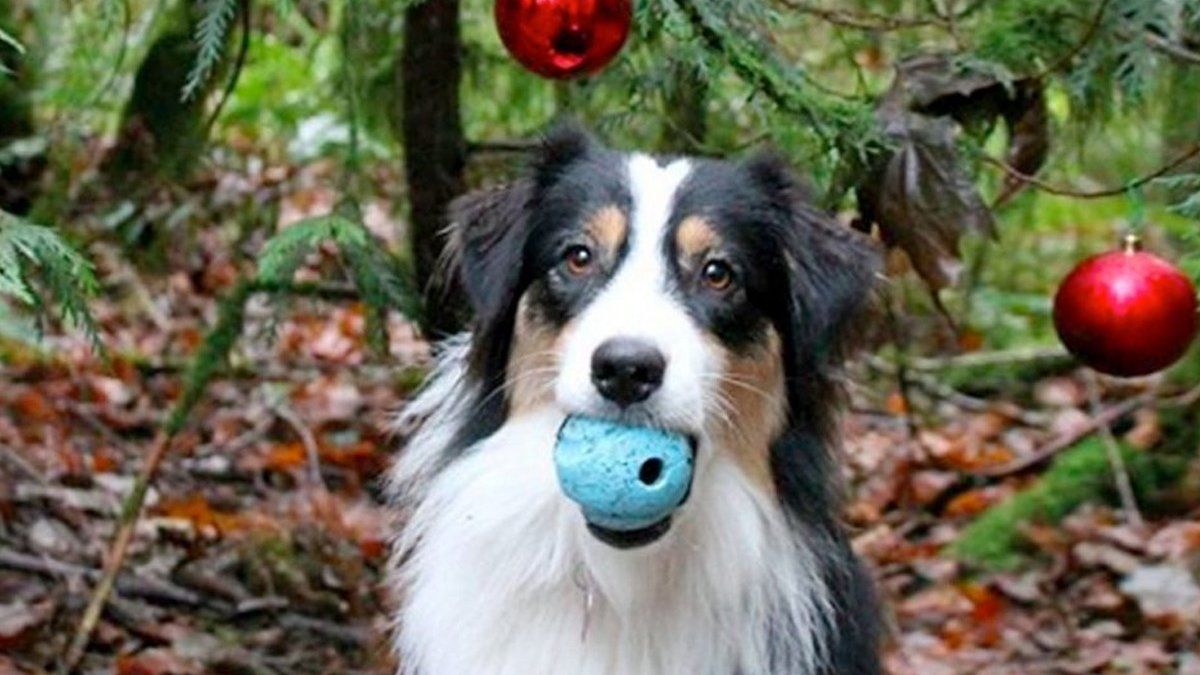 Video viral: La perra que ayuda a su dueña a decorar el arbolito navideño
