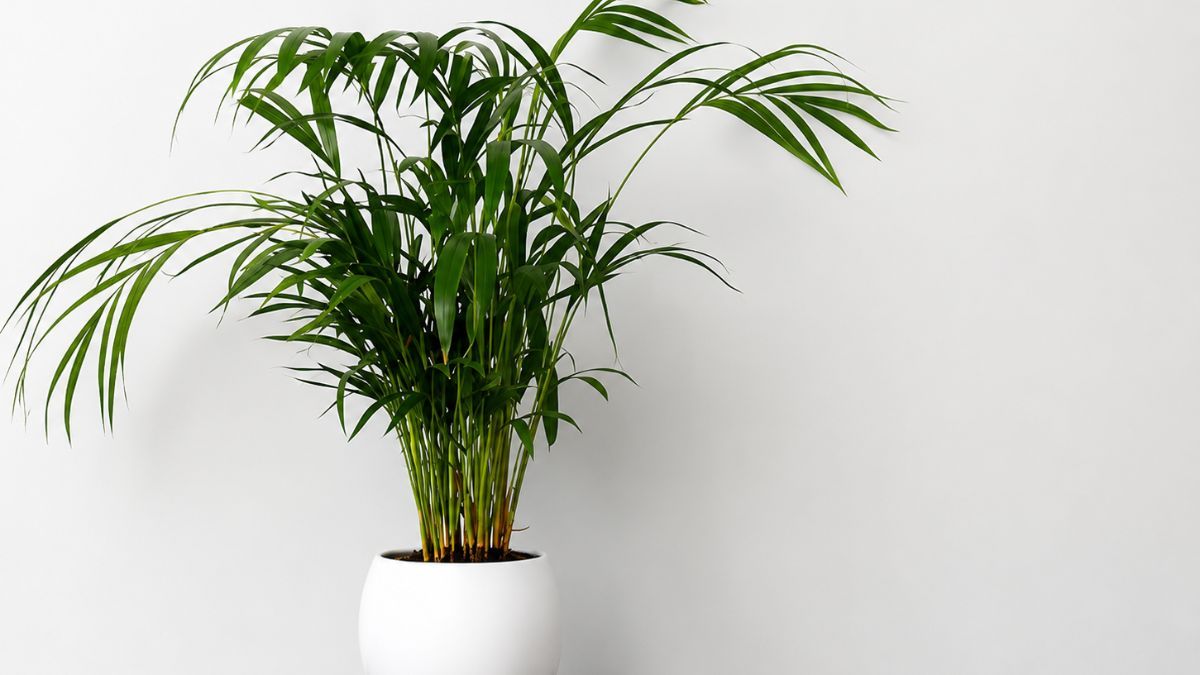 La kentia es una de las plantas de interior más resistentes y puede vivir durante muchos años. La kentia es una de las plantas de interior más resistentes y puede vivir durante muchos años.