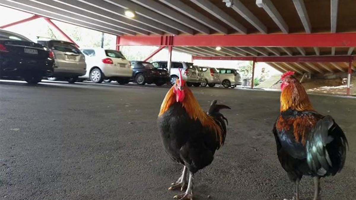 Video: los pollos salvajes son una plaga en Nueva Zelanda tras la cuarentena