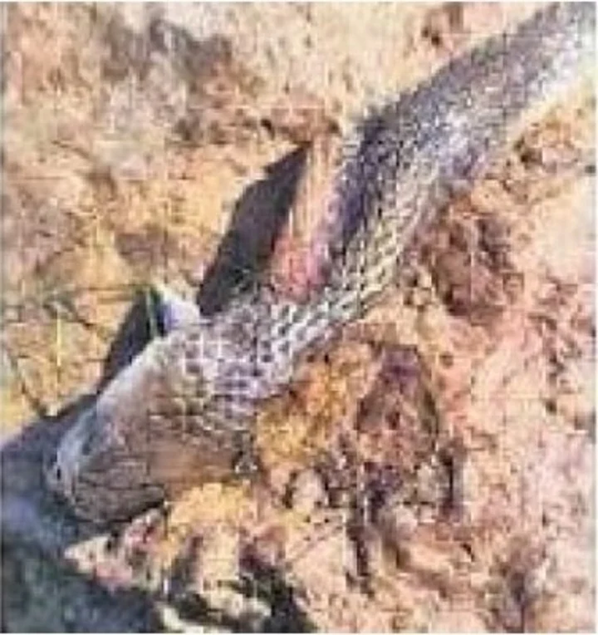 Una cobra mordió a un nene, él le devolvió la mordida y la serpiente murió.