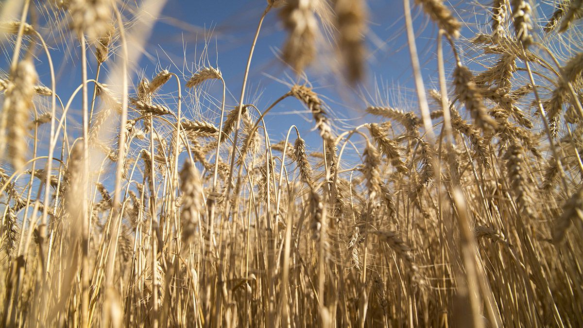 El 10 de junio Brasil podría sentenciar el destino del trigo en Argentina. 