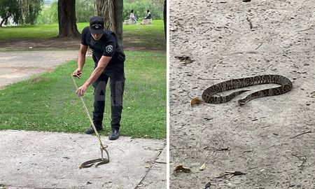 Ciudad de Santa Fe: capturaron una yarará en la Costanera. Ciudad de Santa Fe: capturaron una yarará en la Costanera.