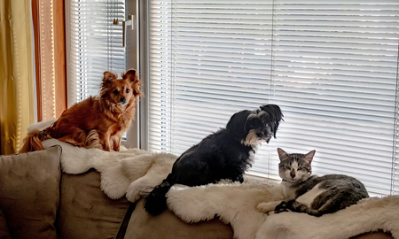 Al aplicar los principios del Feng Shui, puedes crear un hogar donde tus mascotas se sientan felices y seguras, y donde tú puedas disfrutar de un ambiente tranquilo y armonioso. Al aplicar los principios del Feng Shui, puedes crear un hogar donde tus mascotas se sientan felices y seguras, y donde tú puedas disfrutar de un ambiente tranquilo y armonioso.