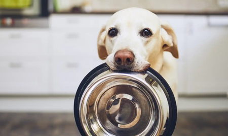 Alimentos que nunca deben comer nuestros perros y gatos Alimentos que nunca deben comer nuestros perros y gatos
