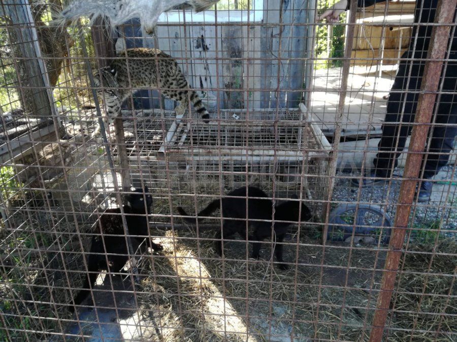 El campo está ubicado en la zona rural de Desvío Arijón