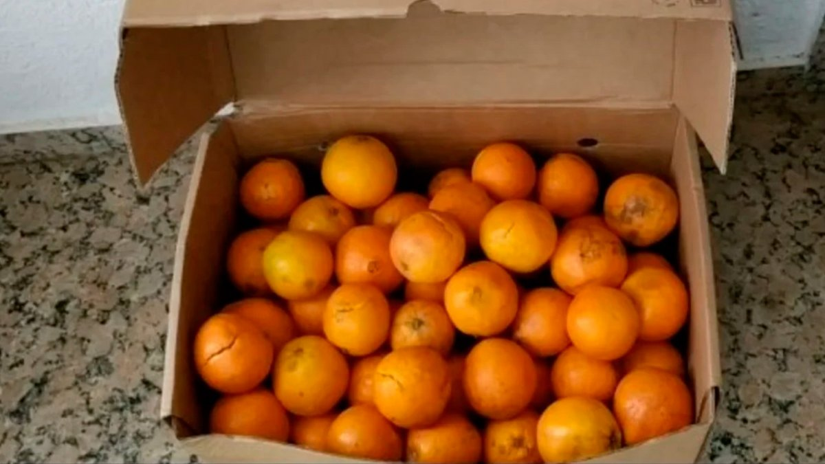 Comieron 30 kilos de naranjas para no pagar el exceso de equipaje