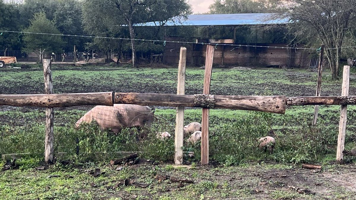 El procedimiento fue realizado desde la mañana a pedido del Equipo Fiscal Especial, integrado por los fiscales Jorge Cáceres Olivera, Jorge Gómez y Nelia Velásquez, y se realizó sobre el lecho del Río Tragadero. El procedimiento fue realizado desde la mañana a pedido del Equipo Fiscal Especial, integrado por los fiscales Jorge Cáceres Olivera, Jorge Gómez y Nelia Velásquez, y se realizó sobre el lecho del Río Tragadero.