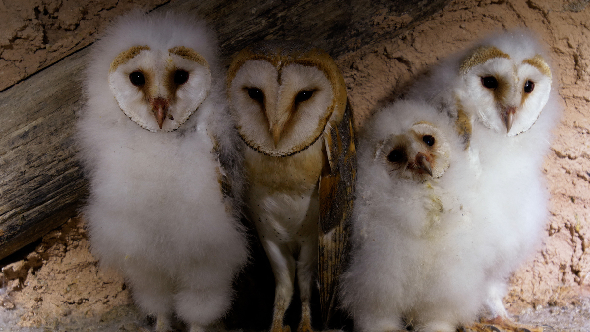 La lechuza es un importante controlador biológico, ya que caza roedores.