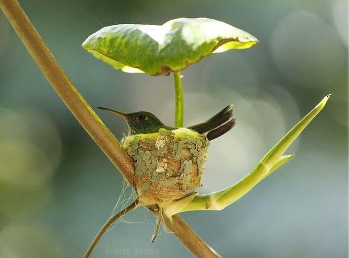 El colibrí hembra es muy territorial y cuida a sus pichones entre tres a cuatro semanas.