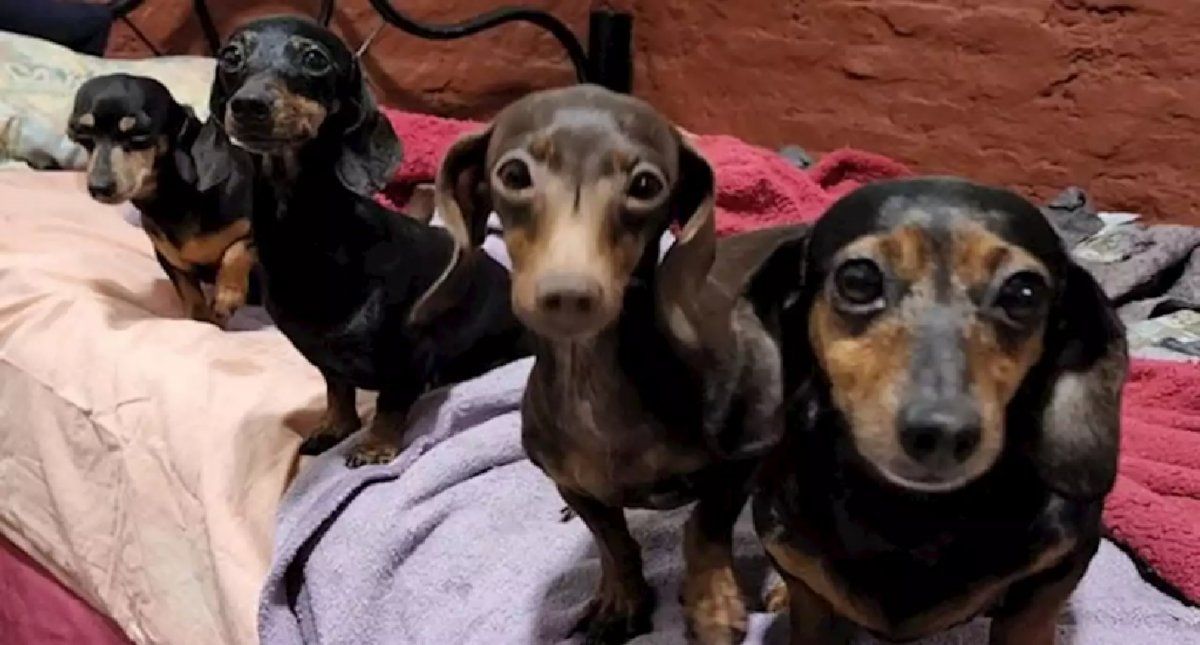 Rescataron a 55 perros salchichas que eran maltratados en un criadero ilegal en Caballito