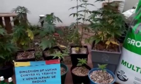 Montó un invernadero de marihuana en Flores Montó un invernadero de marihuana en Flores