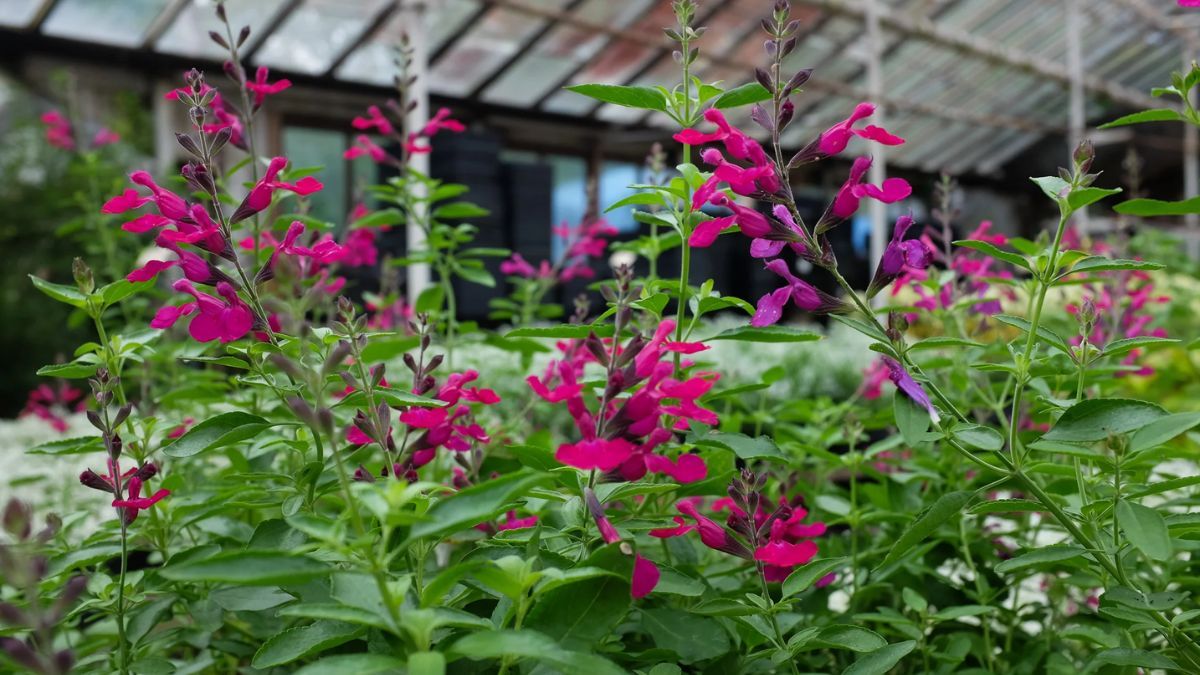 Son opciones ideales para jardines secos