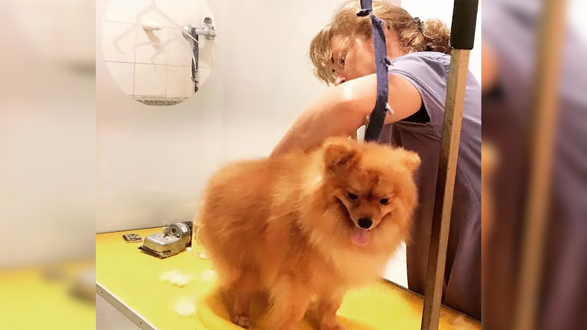 El perro de Fabiola Yáñez era de raza pomerania. El perro de Fabiola Yáñez era de raza pomerania.