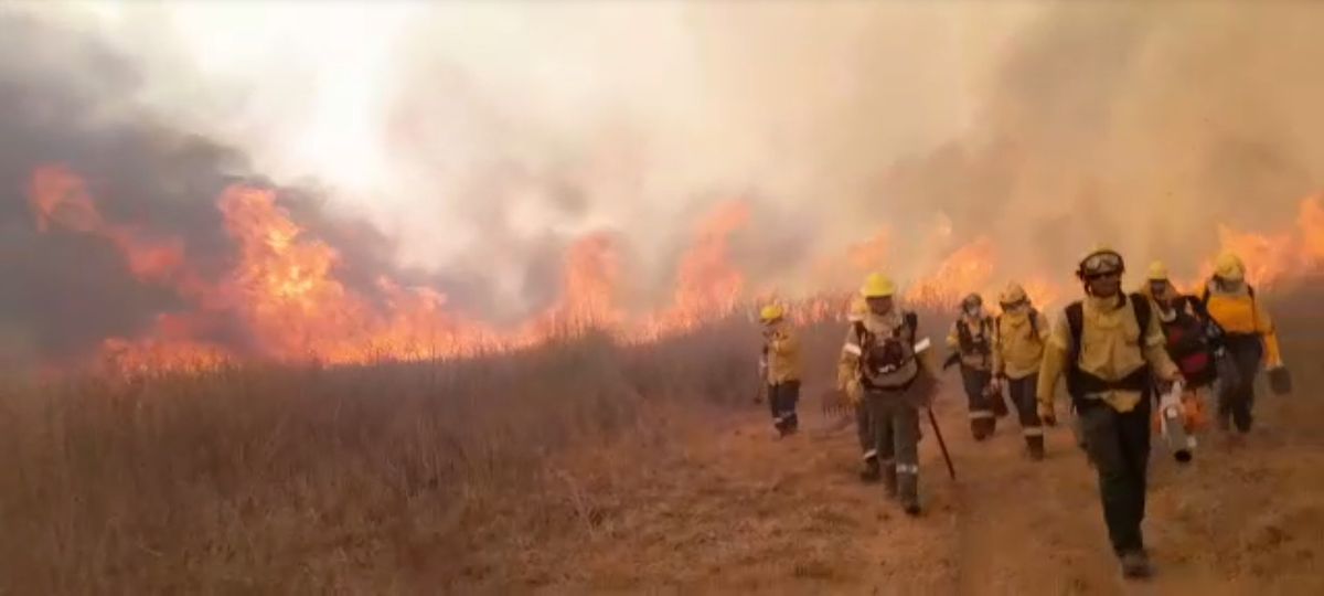 Los incendios forestales en el Delta del Paraná se siguen produciendo y ya se devoraron