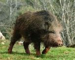 cazador mato de un tiro a su padre al confundirlo con un jabali cazador mato de un tiro a su padre al confundirlo con un jabali