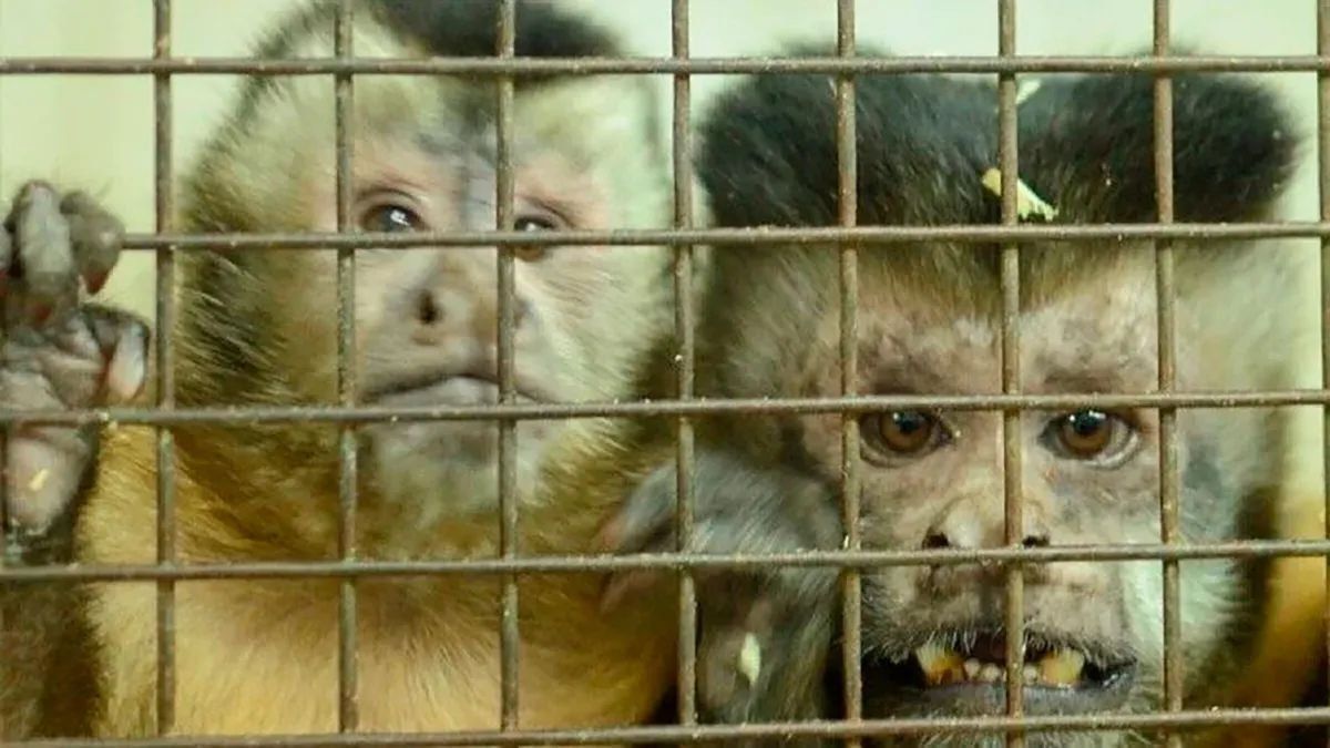 50 monos rescatados en un hospital porteño comienzan una nueva vida en Sudáfrica.