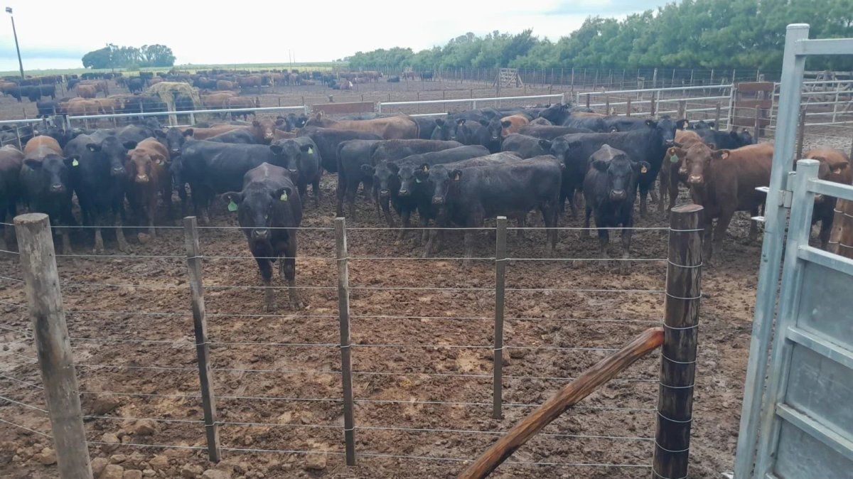 El ganado fue recuperado en un feedlot en inmediaciones de Chabás El ganado fue recuperado en un feedlot en inmediaciones de Chabás