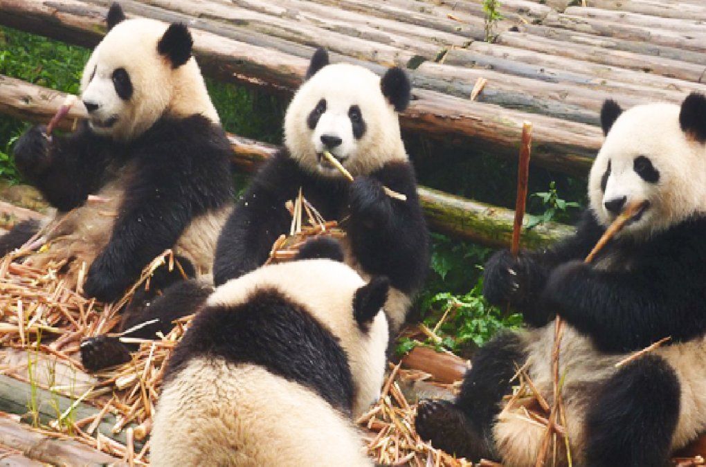 Los pandas ya no están en peligro de extinción: cómo hizo China para lograrlo