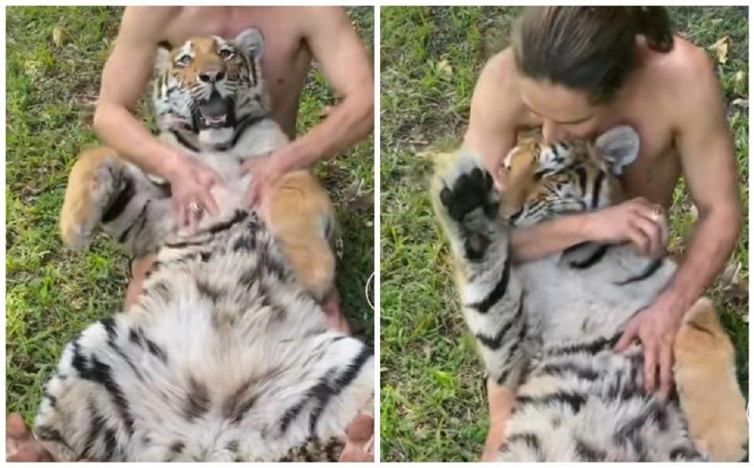 Video viral: hombre le hizo cosquillas en la panza a un tigre y la reacción del animal generó un gran impacto.