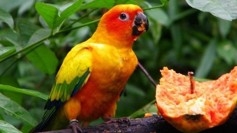 Simpática cotorra estornuda como su dueño y se hizo viral