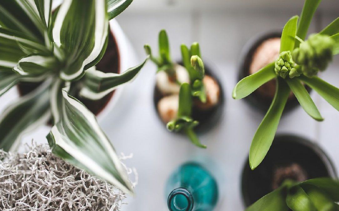 Trucos para cuidar tus plantas con vinagre