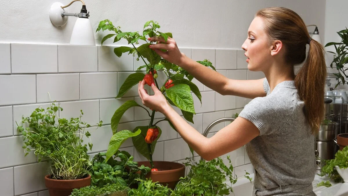 Cultiva pimientos en maceta. Cultiva pimientos en maceta.