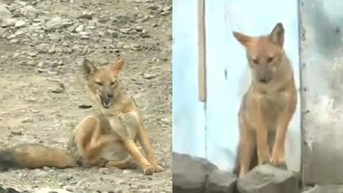Una familia peruana se sorprende al descubrir que le vendieron un zorro como mascota