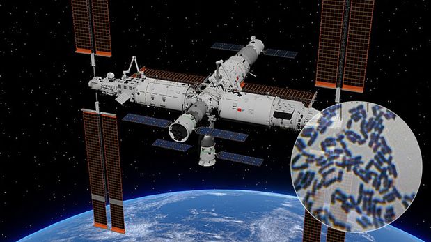 El nombre de la bacteria es Niallia tiangongensis, en honor al nombre de la estación espacial china Tiangong.