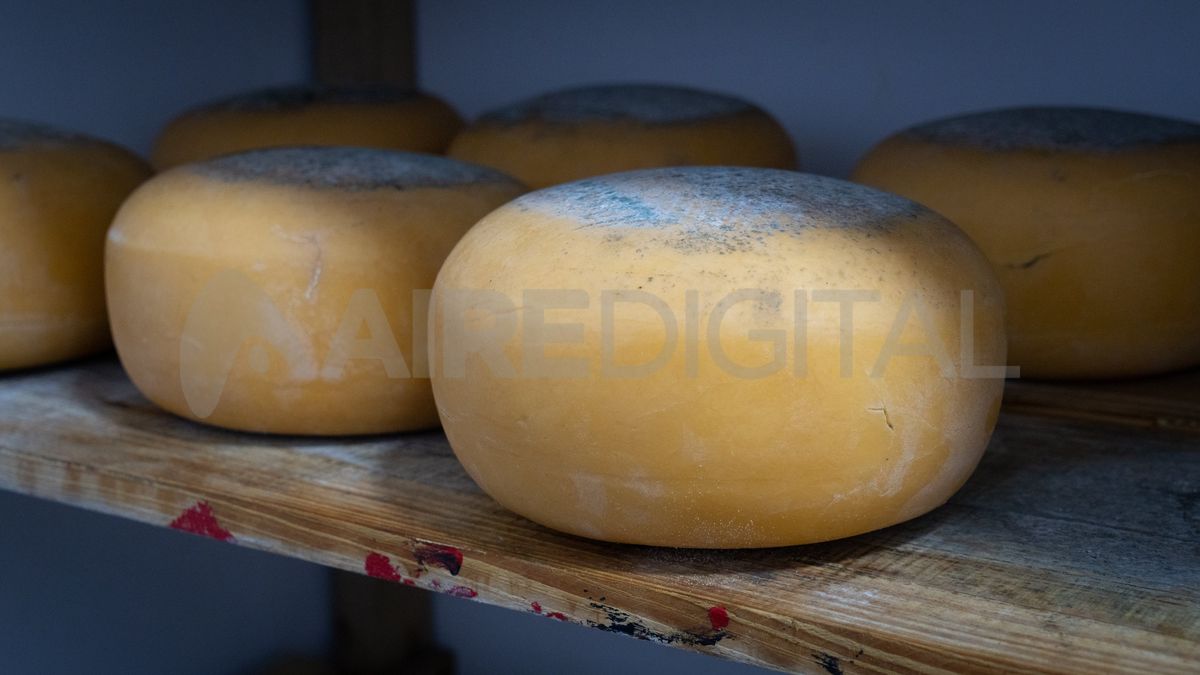 La firma ofrece productos con valor extra que van desde quesos con ojos grandes, cremosos hasta diferentes variedades de saborizados.