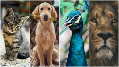 Día del Animal: ¿por qué se celebra hoy en la Argentina?