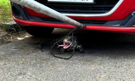 Veterinarios del Ministerio de Ambiente de Santa Fe explicaron que estos reptiles no son peligrosos, pero deben ser respetados, no alimentados ni capturados. Veterinarios del Ministerio de Ambiente de Santa Fe explicaron que estos reptiles no son peligrosos, pero deben ser respetados, no alimentados ni capturados.
