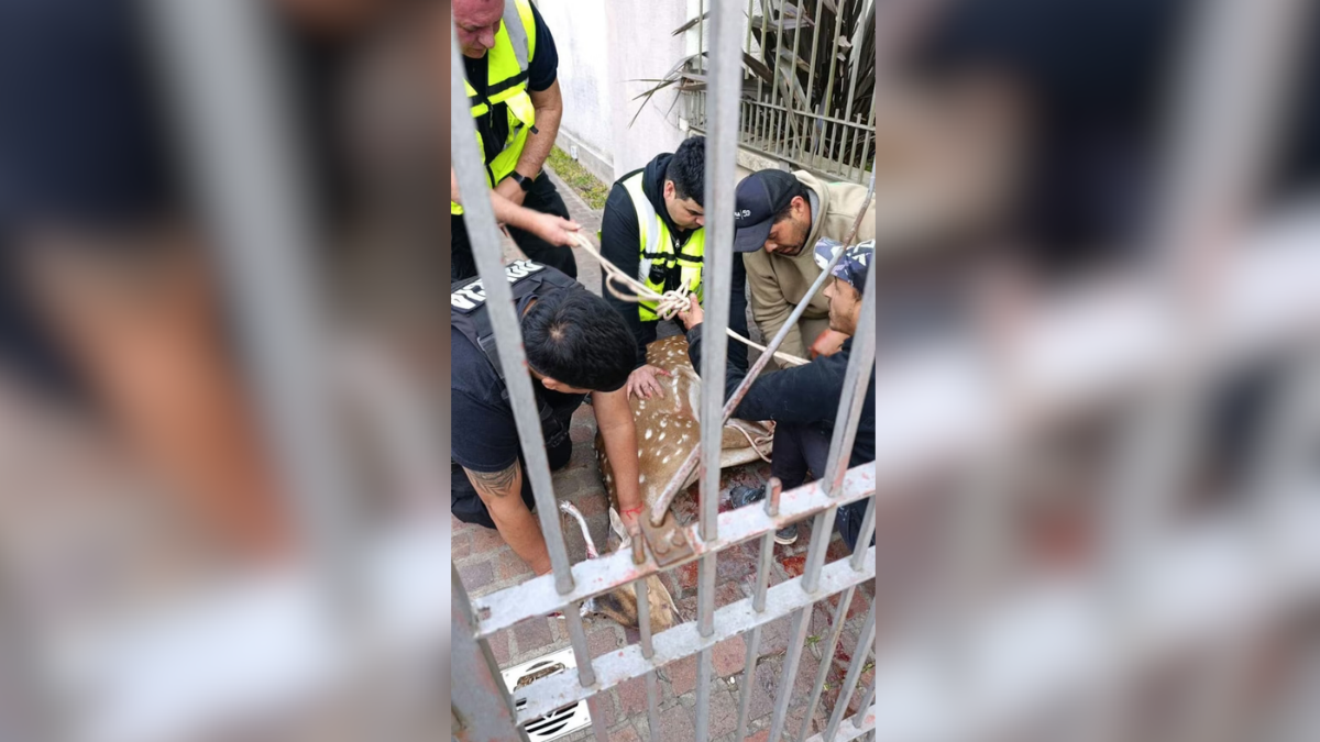 La presencia del animal en plena zona urbana causó asombro entre los vecinos de la localidad santafesina. La presencia del animal en plena zona urbana causó asombro entre los vecinos de la localidad santafesina.