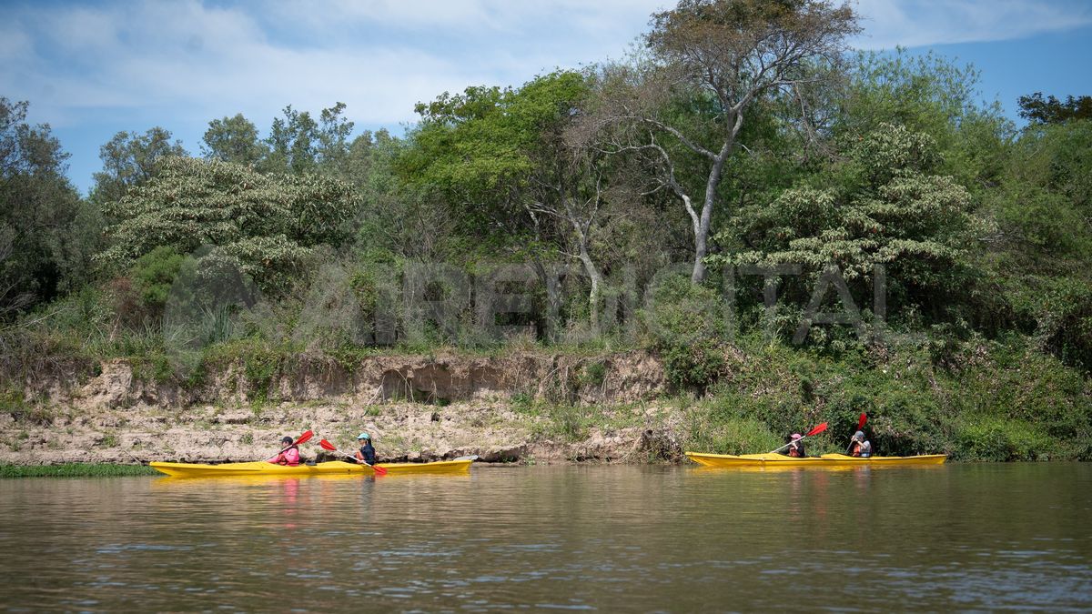 En el arroyo Los Zorros, se rema al lado de un hermoso tramo de bosque ribereño. En el arroyo Los Zorros, se rema al lado de un hermoso tramo de bosque ribereño.