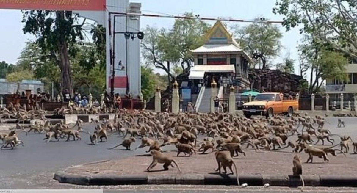 Invasi&oacute;n de monos en Tailandia.